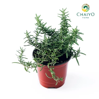 ต้นโรสแมรี ออร์แกนิค Organic Rosemary และ ต้นสมุนไพรออร์แกนิค Organic Herb