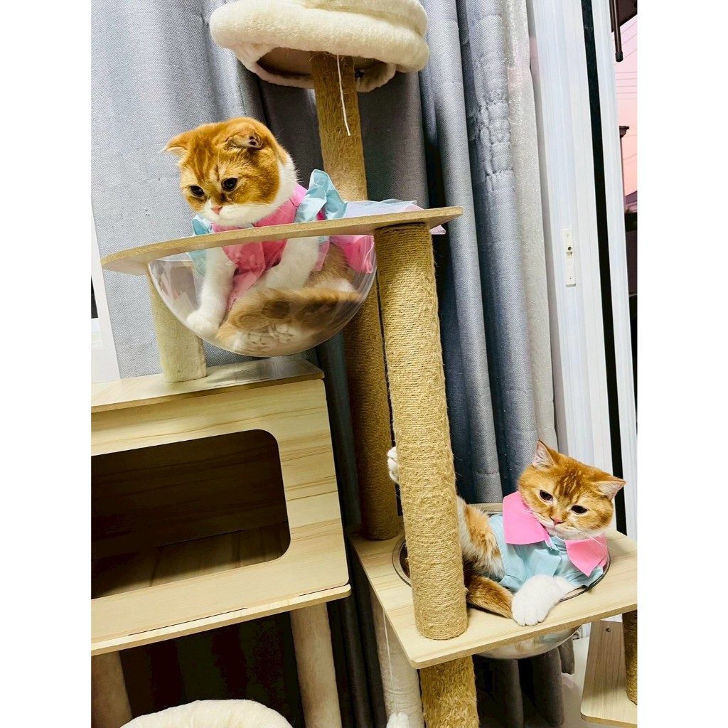 PetSociety เสื้อสุนัข เสื้อแมว ชุดคู่วาเลนไทน์ แคนดี้ เลิฟ Candy Love หัวใจพาสเทล - รูปที่ 3