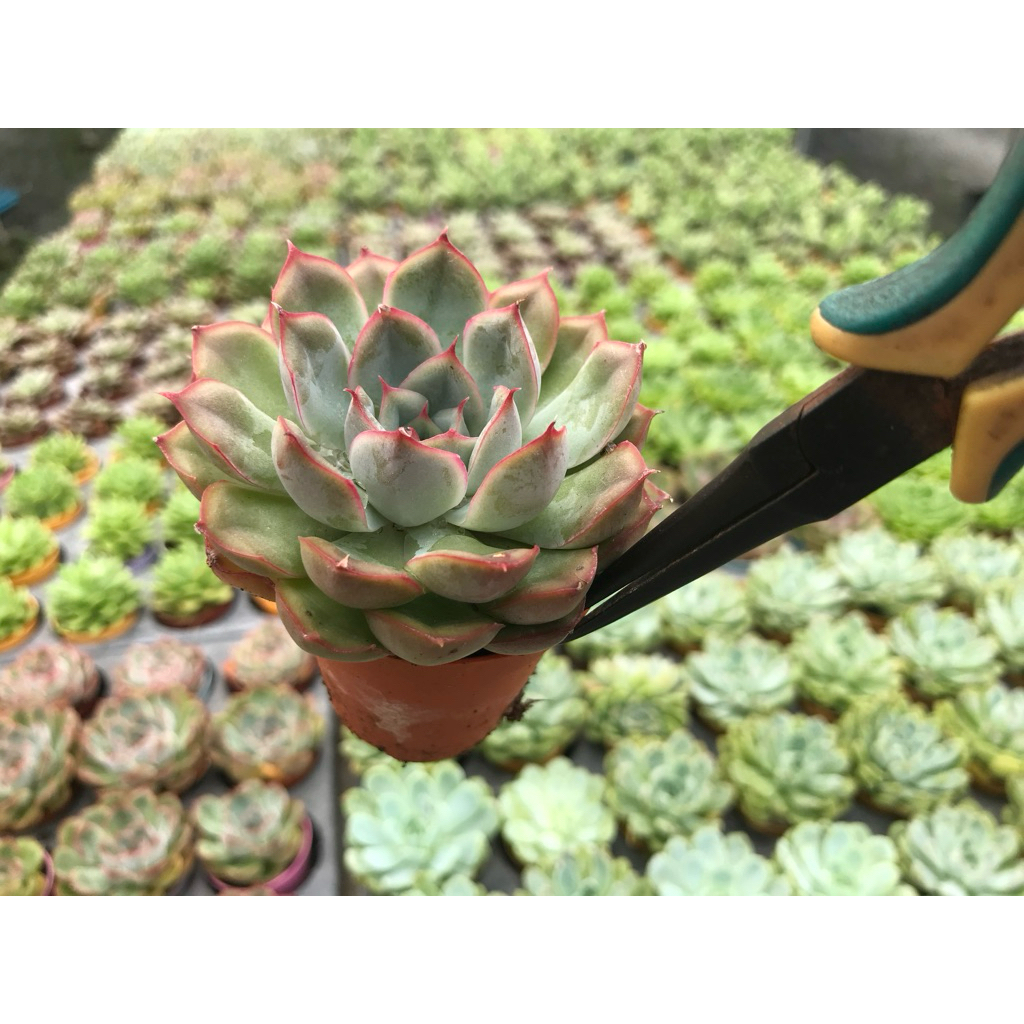 Echeveria  “ Orion “