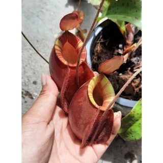 รวมหม้อข้าวหม้อแกงลิง หลายหลายชนิด
