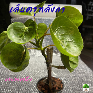 ต้นเล็บครุฑลังกากิ่งตอนในกระถาง4นิ้วรากเดินดีพร้อมลงดิน