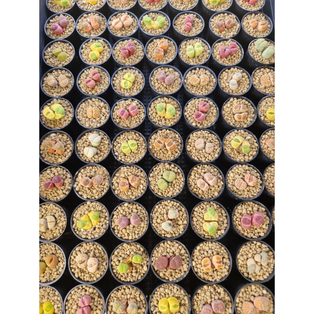 ✅️✅️ถูกมากก✅️✅️ไลทอปแฝดจิ๋ว 🌱(ส่งทั้งกระถาง)