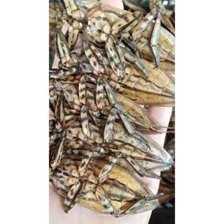 แมงดานาตัวผู้หอมฉุนแพคล่ะ10ตัว