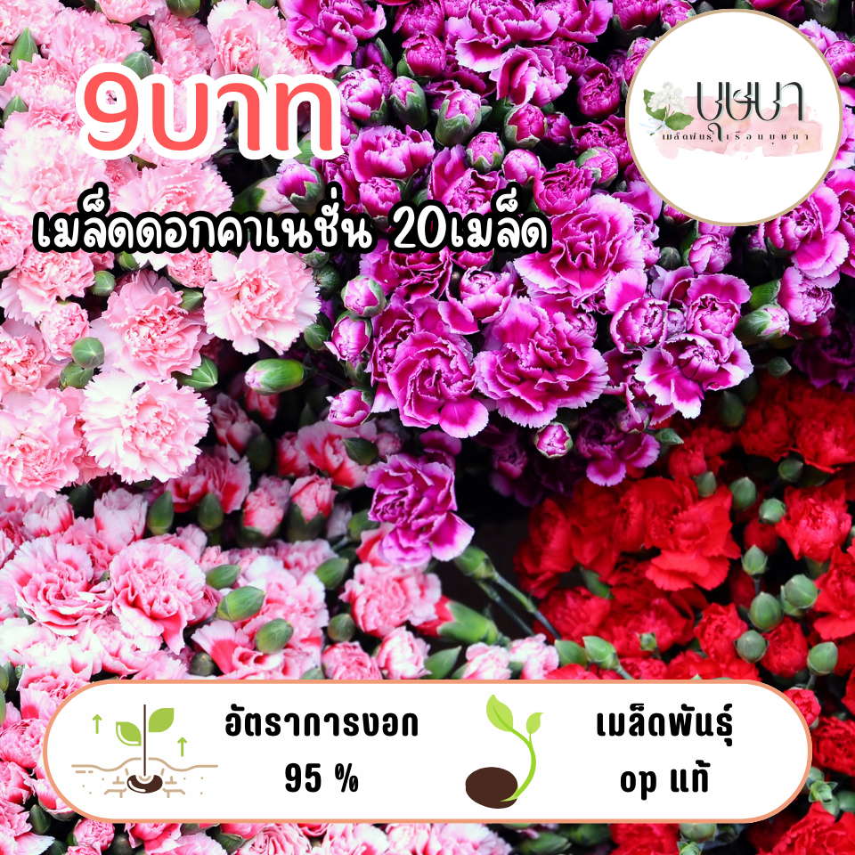 เมล็ดดอกคาเนชั่น 9 บาท