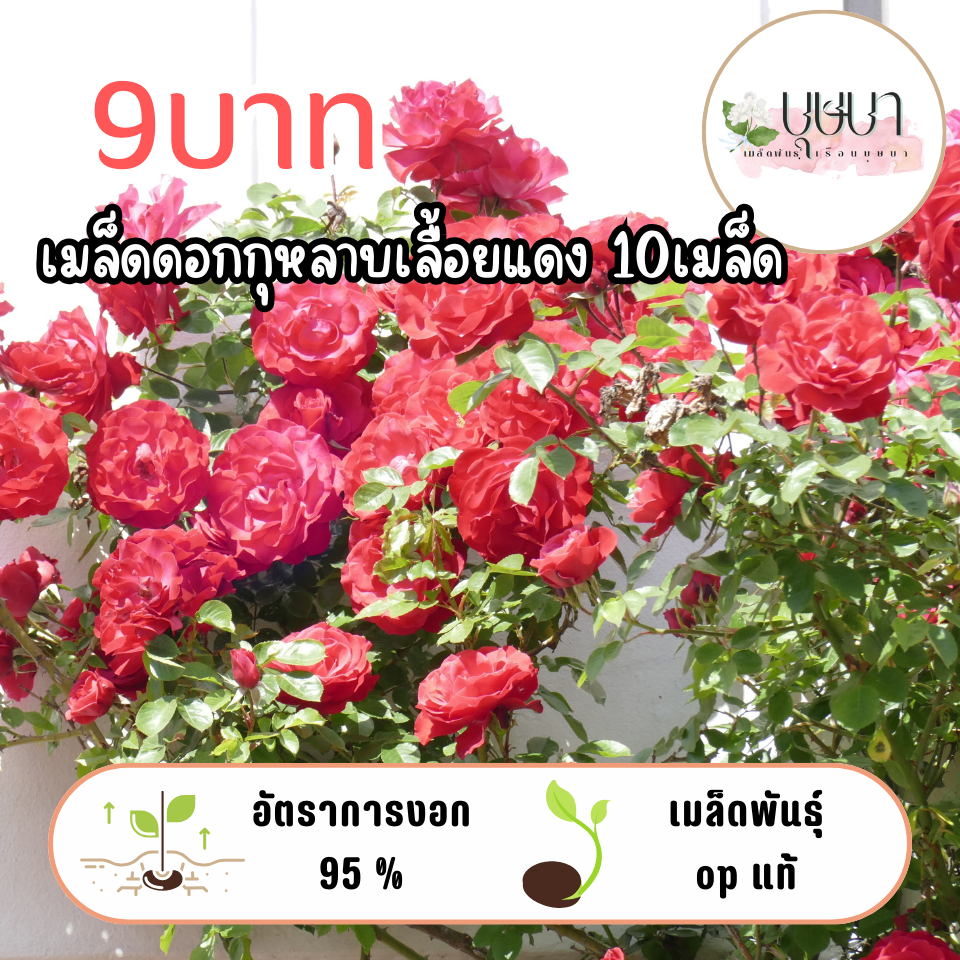 เมล็ดกุหลาบเลื้อยสีแดง 9 บาท