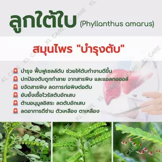 ยาสมุนไพร ลูกใต้ใบ แก้ใข้ บำรุงตับ ฟื้นฟูตับ ธันยพรสมุนไพร 100 แคปซูล ของแท้100%