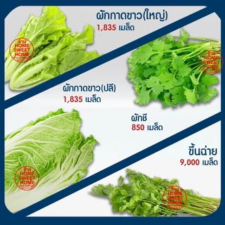 *โค้ดส่งฟรี* ฟองน้ำเพาะกล้า ฟองน้ำเพาะเมล็ด ฟองน้ำปลูกผัก ปลูกผักไฮโดรโปนิกส์ ปลูกผัก ไฮโดร ไฮโดรโปนิกส์ เนื้อละเอียด