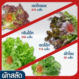 *โค้ดส่งฟรี* ฟองน้ำเพาะกล้า ฟองน้ำเพาะเมล็ด ฟองน้ำปลูกผัก ปลูกผักไฮโดรโปนิกส์ ปลูกผัก ไฮโดร ไฮโดรโปนิกส์ เนื้อละเอียด