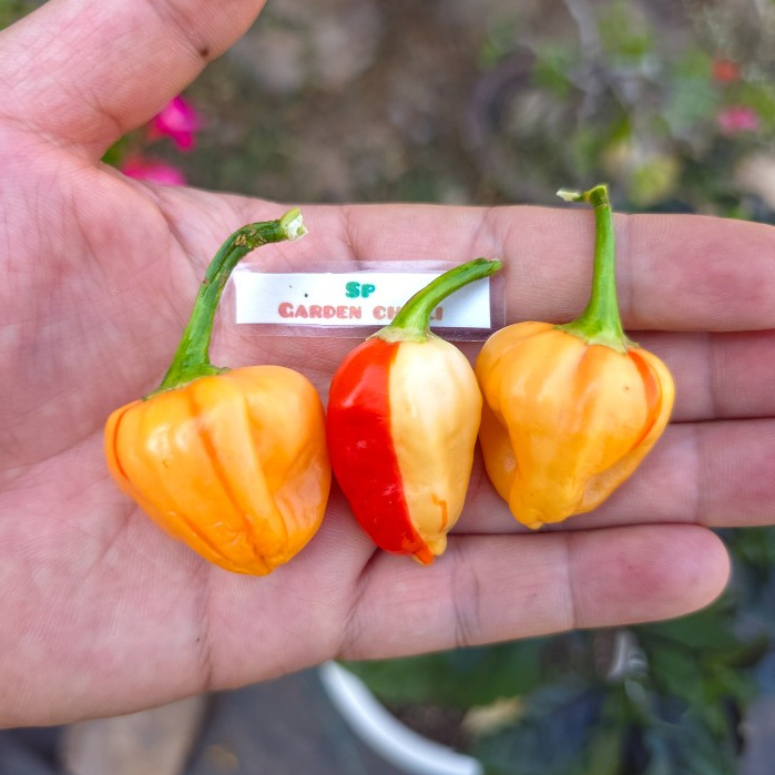 เมล็ดพันธุ์พริกเปปป้าพีช สไตรป์ปี้(Peppapeach Stripey)