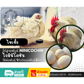 ไข่เชื้อไก่มินิโคชิน (Minicochin)  ไข่เชื้อไก่มินิโคชิน สำหร…