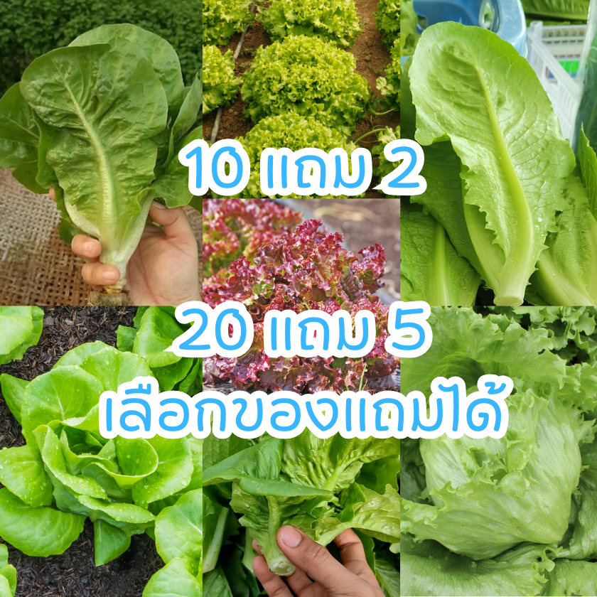 ขายดีอันดับ 1🌱เมล็ดผักสลัด 800+ เมล็ด 4 บาท 📌งอกดีมีคู่มือการปลูก (10 แถม 2 คละได้)  เมล็ดพันธุ์ผักสลัด อินทรีย์