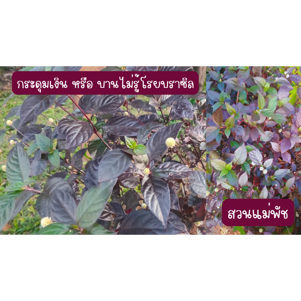 ต้นกระดุมเงิน หรือ บานไม่รู้โรยบราซิล (กิ่งสำหรับปักชำ) 10 กิ่ง 39 บาท