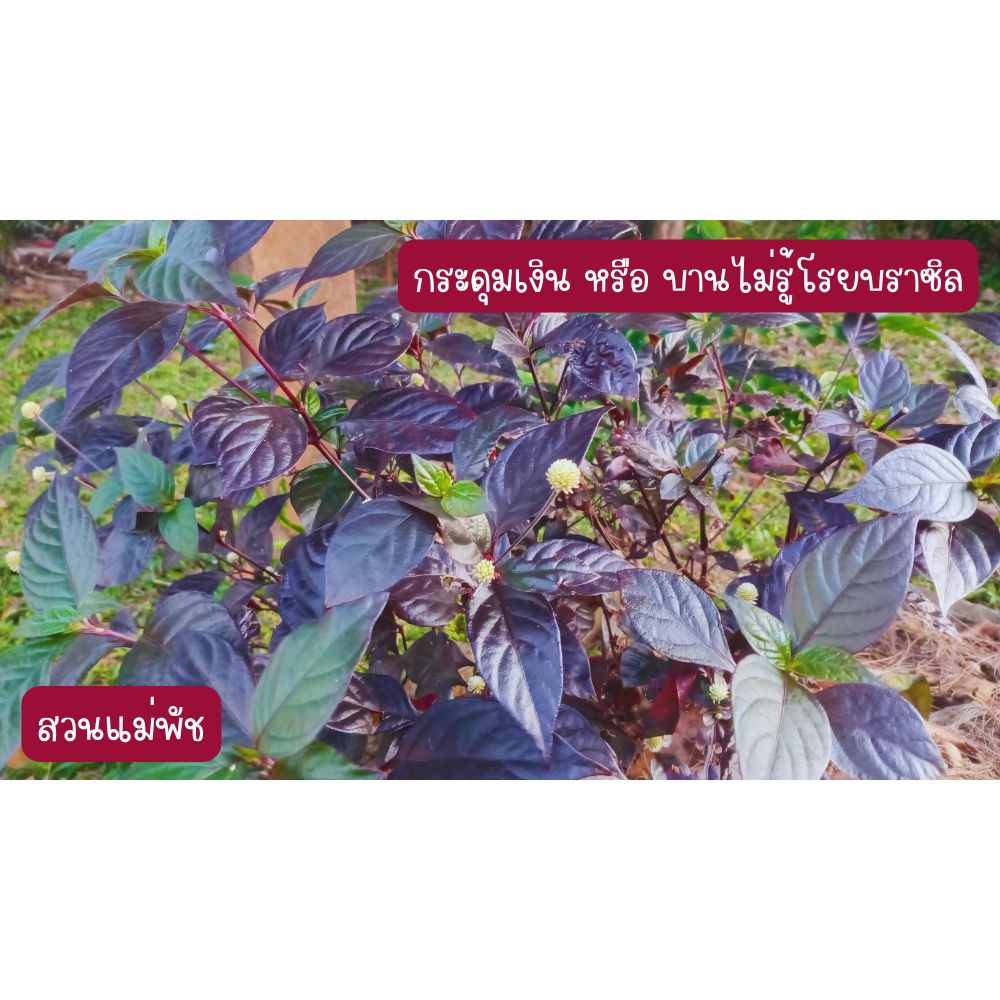 ต้นกระดุมเงิน หรือ บานไม่รู้โรยบราซิล ขนาดต้นคละไซต์ สูงกว่า 25 ซม. 3 ต้น 49 บาท