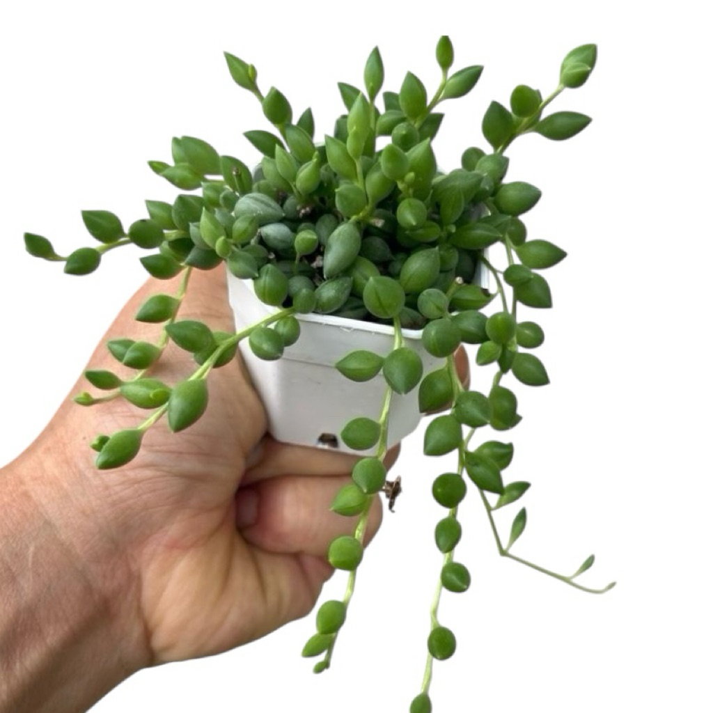 String of Pearls Senecio rowleyanus ต้นสร้อยไข่มุก สีเขียว  กระะถาง 2 นิ้ว