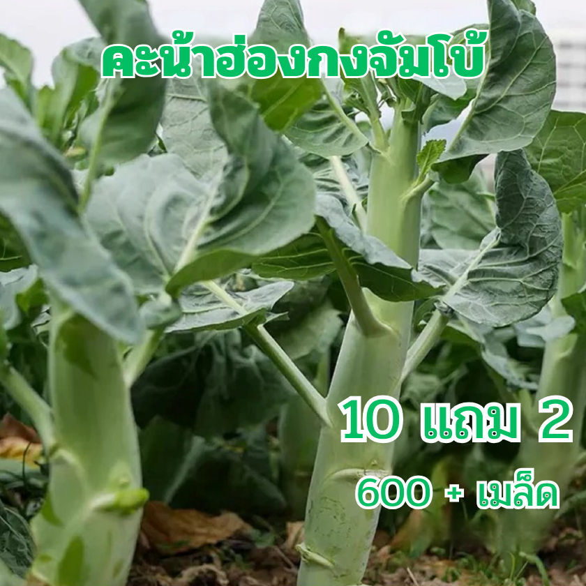 เมล็ด​พันธุ์​คะน้าเห็ดหอมฮ่องกง​จัมโบ้ถูกที่สุด6บ.🌿เมล็ดพันธุ์คะน้าเห็ดหอม 600 เมล็ด🌿ก้านยักษ์🌿อวบจริง🎈 ปลูกง่าย🥬 งอกไว