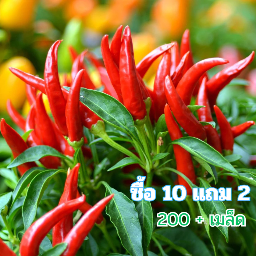 เมล็ดพันธุ์ พริกขี้หนู สีแดง 200+เมล็ด[(ซื้อ10แถม2)