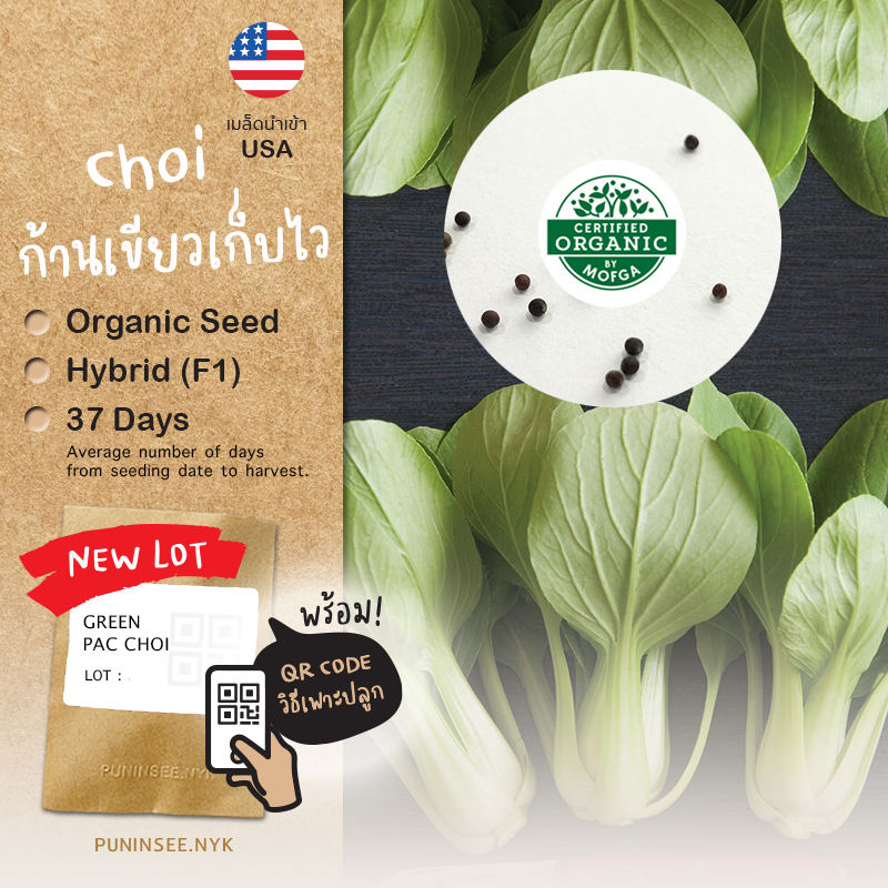 เมล็ดผักนำเข้า ผักฉ่อยก้านเขียว Green Choi (Organic Seed) Shanghai Bok Choy กวางตุ้งฮ่องเต้ก้านเขียว