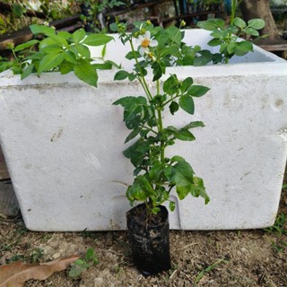 ต้นดาวดอยหรือปืนนกไส้สมุนไพรฤิทธิ์เย็นสรคุณเยอะลดการอักเสบ(5…