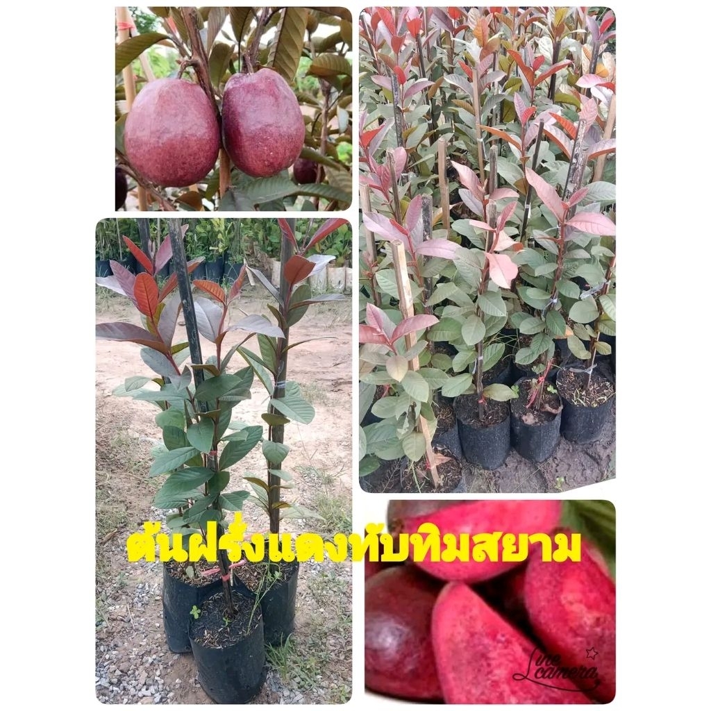 ต้นฝรั่งแดงทับทิมสยาม( เพาะเมล็ด) สูง 40-50 cm
