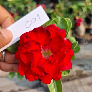 กิ่งชวนชมสำหรับเสียบยอด ยาว 10 ซม. (1 กิ่งเสียบได้ 3 ต้น) เล…