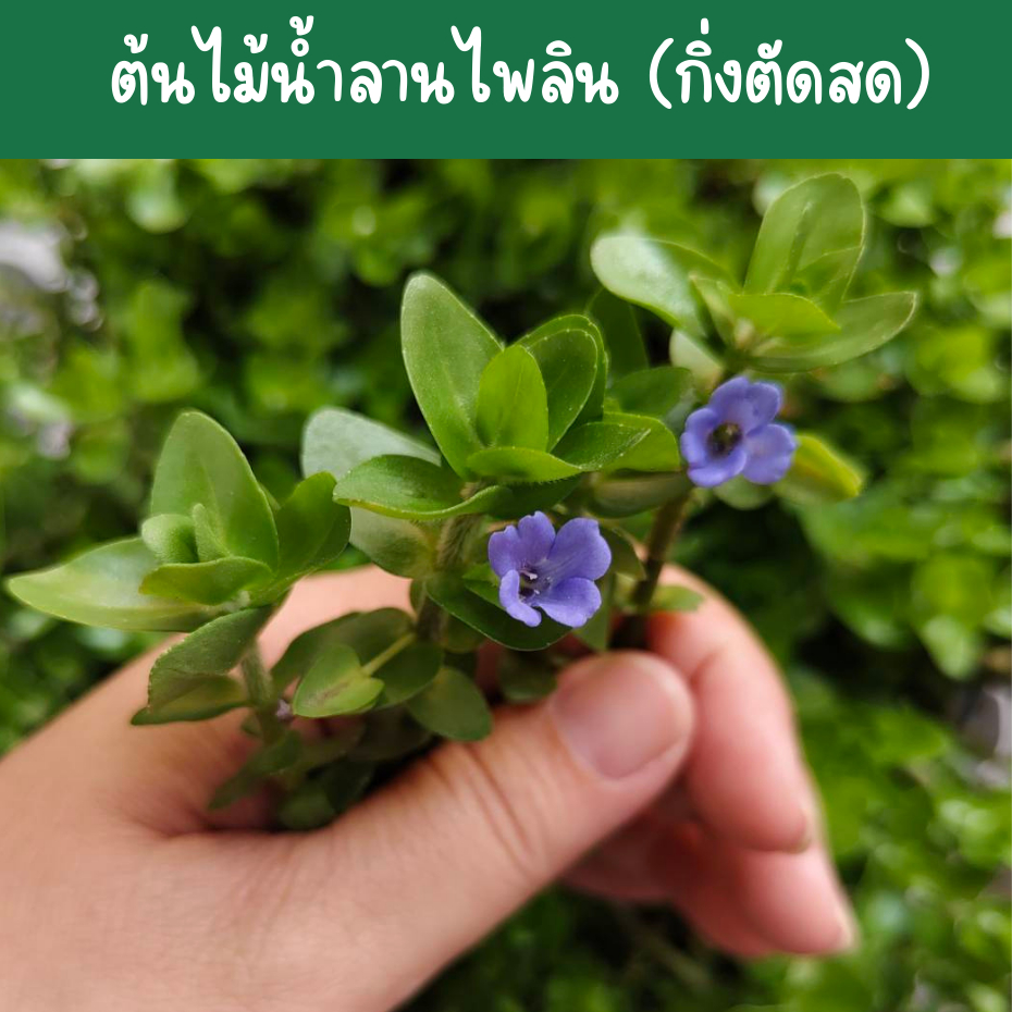 ต้นไม้น้ำลานไพลิน (กิ่งตัดสด) บาโคป้า สำหรับปลูกลงดินหรือทราย ออกรากไวเลี้ยงง่าย