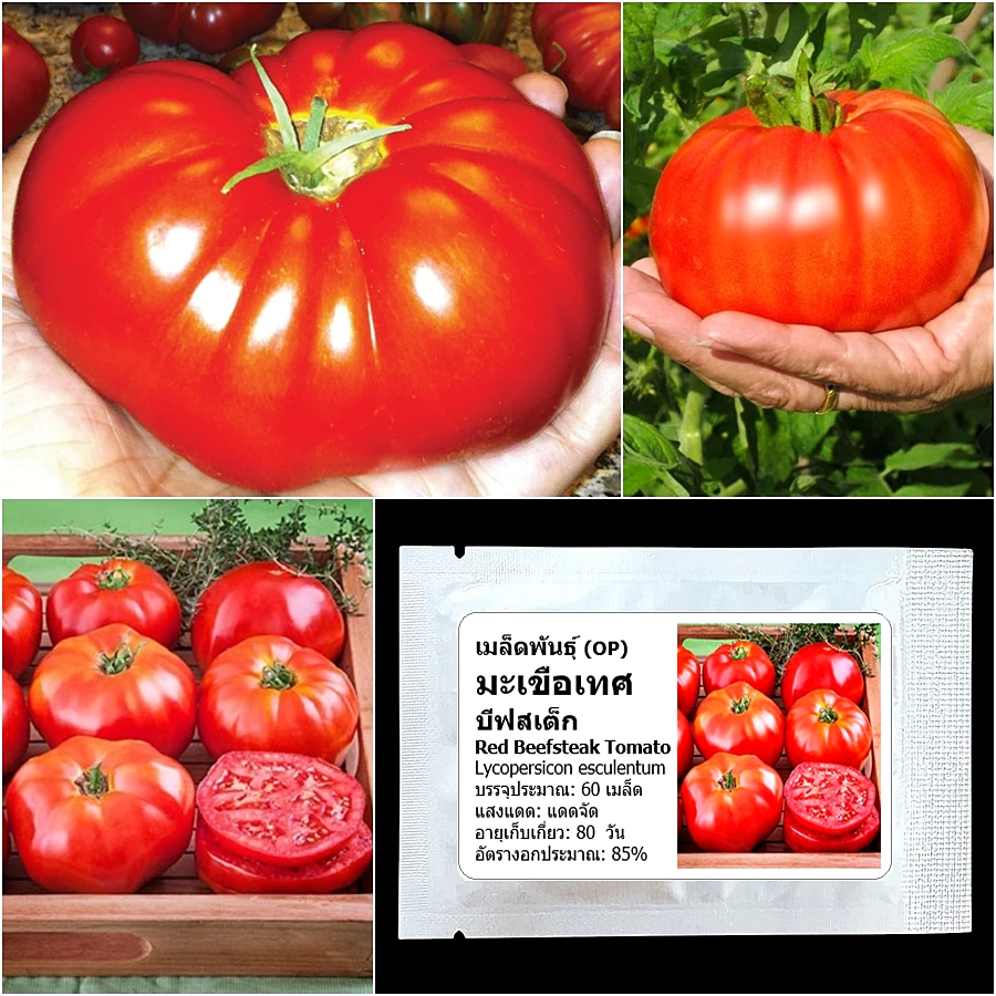 เมล็ดพันธุ์ มะเขือเทศ บีฟสเต็ก Red Beefsteak Tomato Seed บรรจุ 60 เมล็ด คุณภาพดี ของแท้ 100%