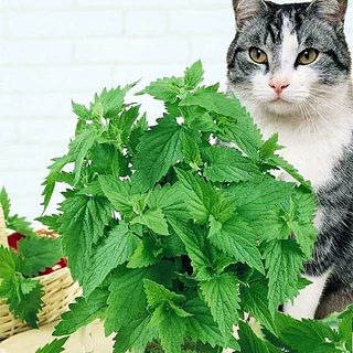 เมล็ดพันธุ์ แคทนิป สมุนไพรแมว Catnip Seed บรรจุ 1000 เมล็ด คุณภาพดี ราคาถูก ของแท้ 100%