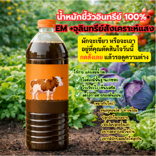 น้ำหมักขี้วัวอินทรีย์ 100% เข้มข้นมากสำหรับมือใหม่ปลูกผัก | บำรุงดิน เร่งโต ใบเขียว