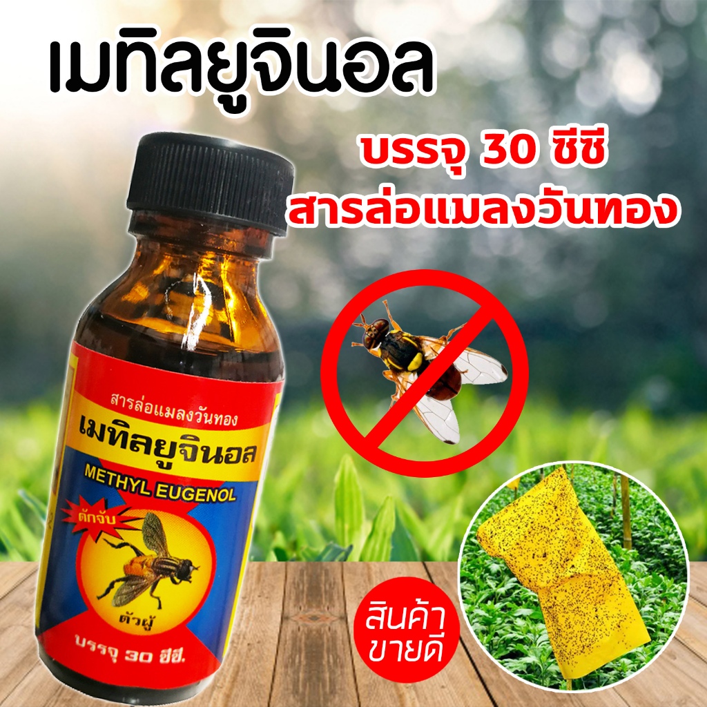 สารล่อแมลงวัน แมลงวันทอง เมทิลยูจินอล (METHYL EUGENOL) ขนาด 30 cc (1 ขวด)