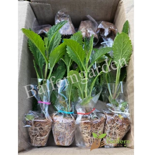 ต้นกล้าดอกเวอร์บีน่าไฟเนส(Verbena Bonariensis Finesse) ดอกไม้กินได้ รากแน่นพร้อมปลูก เลี้ยงง่าย ต้นอายุหลายปี