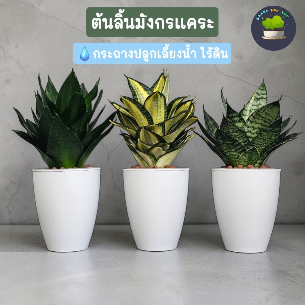 💤ต้นลิ้นมังกรแคระปลูกน้ำไร้ดิน ไฮโดรโปนิกส์ กระถาง6"นิ้ว ต้นไม้ฟอกอากาศ