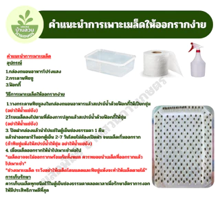 เมล็ดพันธุ์ถั่วลันเตา จำนวน 10 เมล็ด
