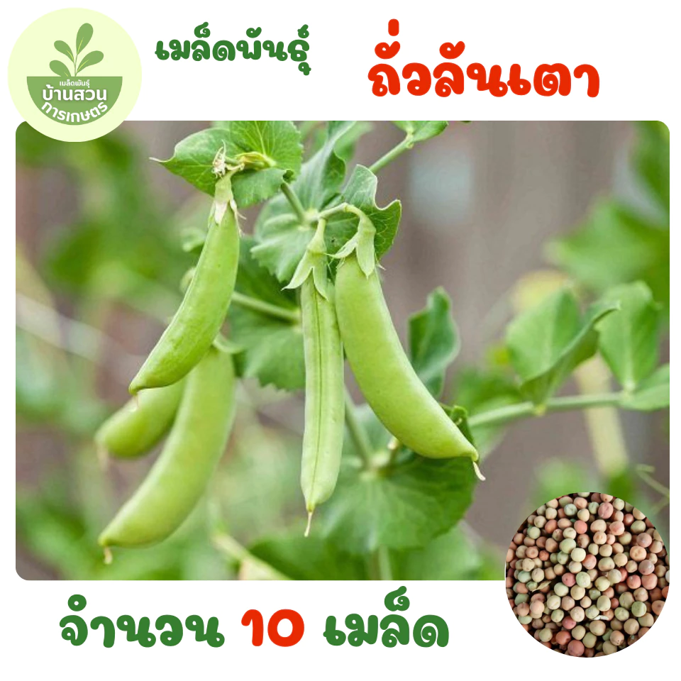 เมล็ดพันธุ์ถั่วลันเตา จำนวน 10 เมล็ด