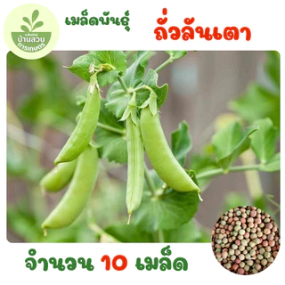 เมล็ดพันธุ์ถั่วลันเตา จำนวน 10 เมล็ด