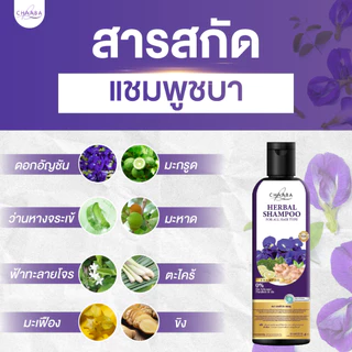 [แชมพูชบา 1ขวด แถมแชมพูชบา 1ขวด] แชมพูทำความสะอาดเส้นผม เพื่อสุขภาพเส้นผม ผมดูแข็งแรง มีน้ำหนัก