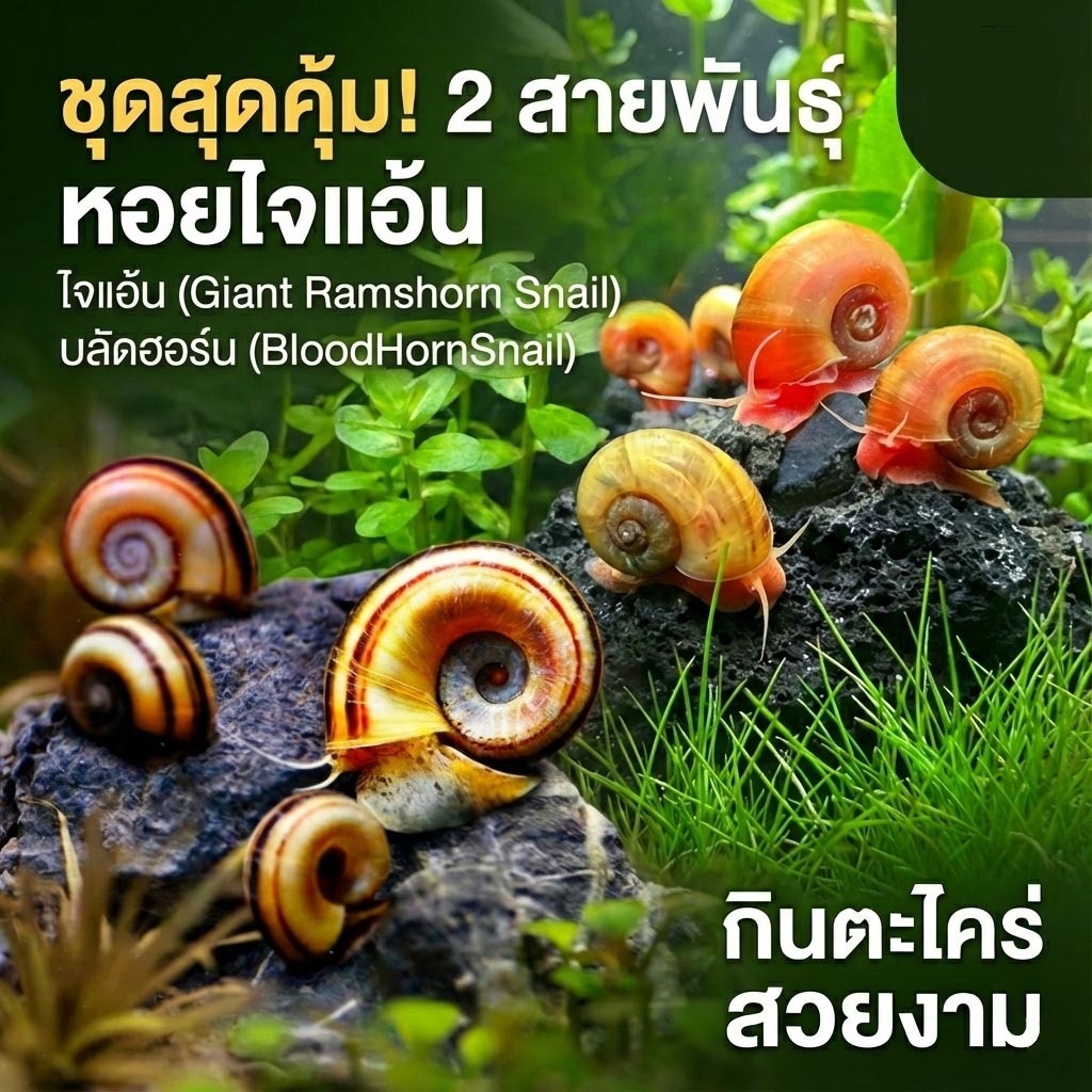 🐌ตัวจัดการ ตะไคร่ เศษอาหารและบำบัดน้ำ ซากพืชซากสัตว์ บลัดฮอร์น (BloodHornSnail) และ ไจแอ้น (Giant Ramshorn Snail)