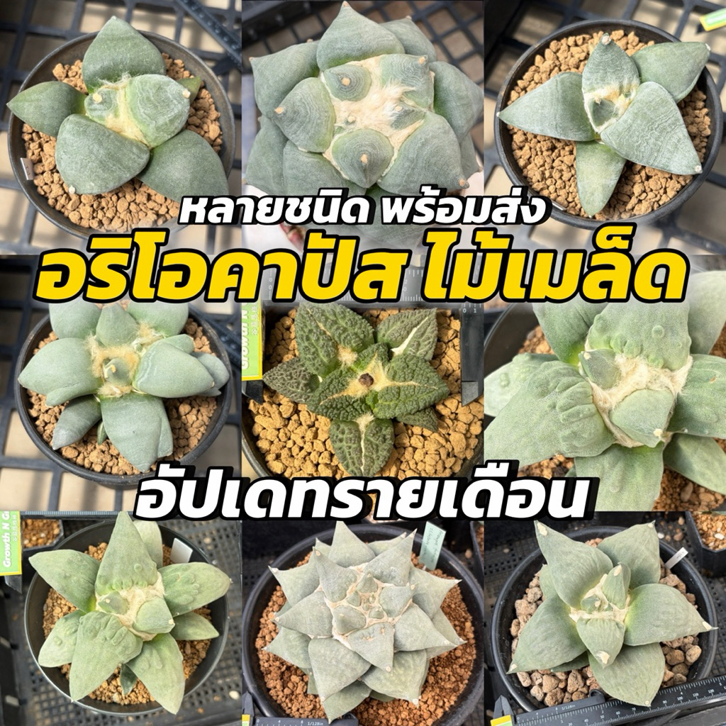 *พร้อมส่ง อัพเดท06/03/2026* รวม อริโอคาปัส หลายชนิด ไม้เมล็ด Ariocarpus sp. แคคตัส ไม้สะสม ขอดูรูปเพิ่มเติมได้ สวยยยยยยย