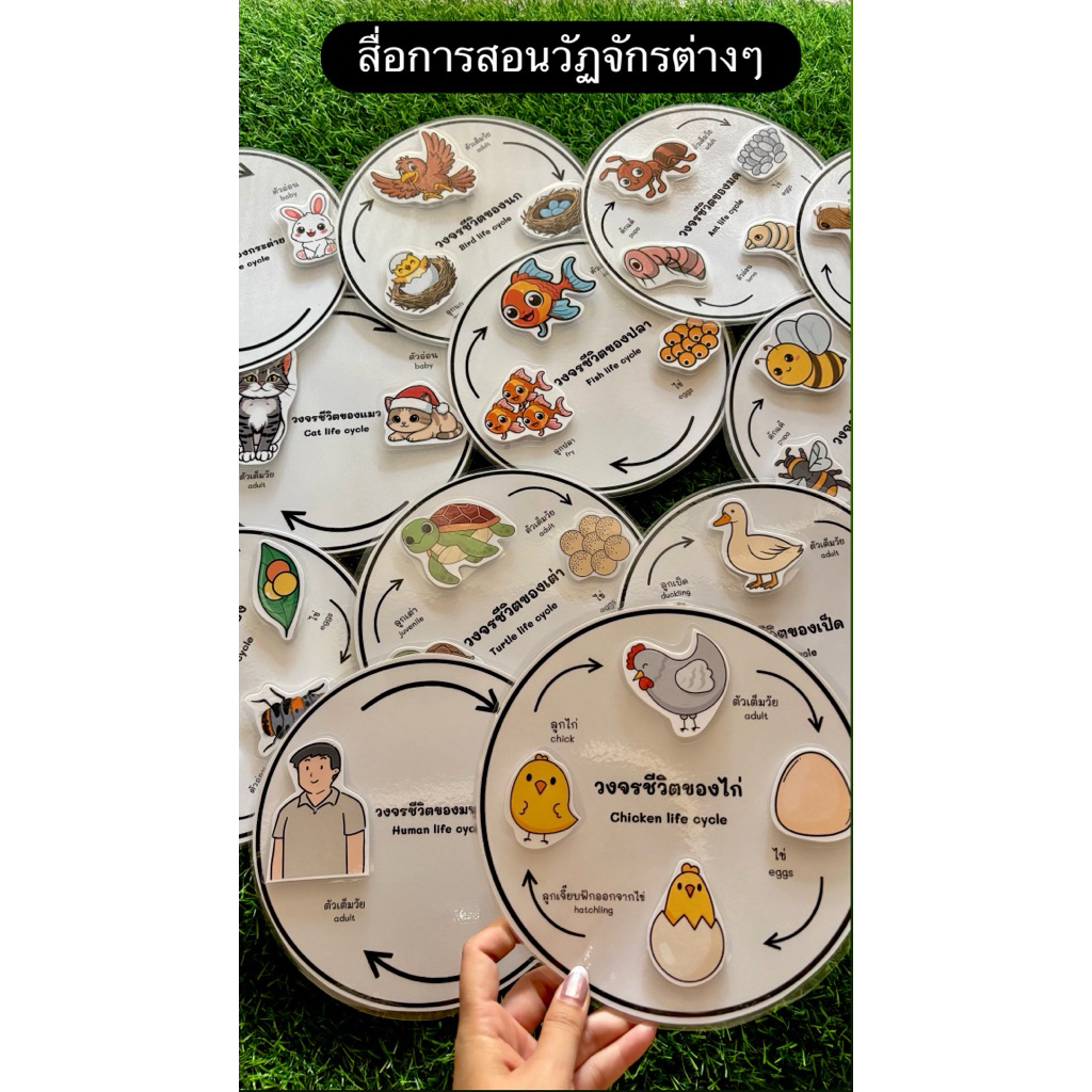 วัฏจักรชีวิตของสัตว์ สื่อการสอนวิชาวิทยาศาสตร์ 🐔🐸🦋🦟(ขออนุญาตรับออเดอร์สินค้า 2 ชิ้นขึ้นไปค่ะ)
