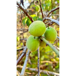 !!!ได้โปรดลูกค้าอ่านรายละเอียดให้ครบถ้วนก่อนสั่งซื้อค่า🫒🫒  บ…