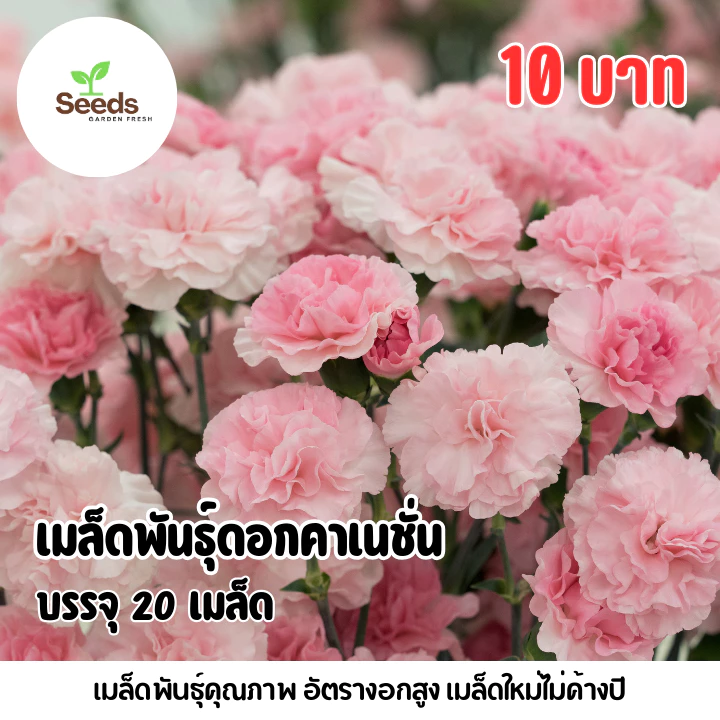 เมล็ดพันธุ์ดอกคาเนชั่น บรรจุ 20 เมล็ด