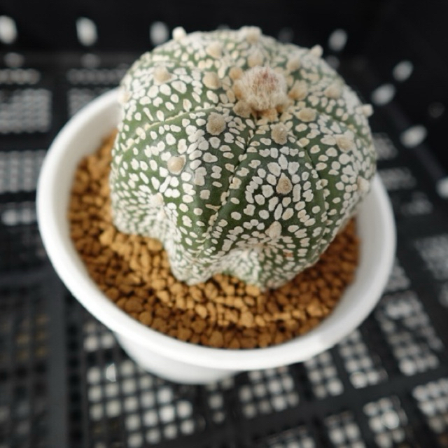 Astrophytum Kabuto 🪄