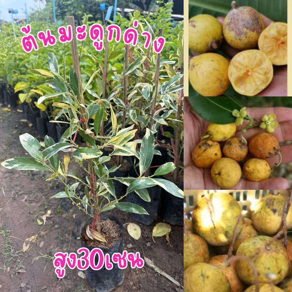 ต้นมะดูกด่าง สูง30เซน พร้อมส่ง