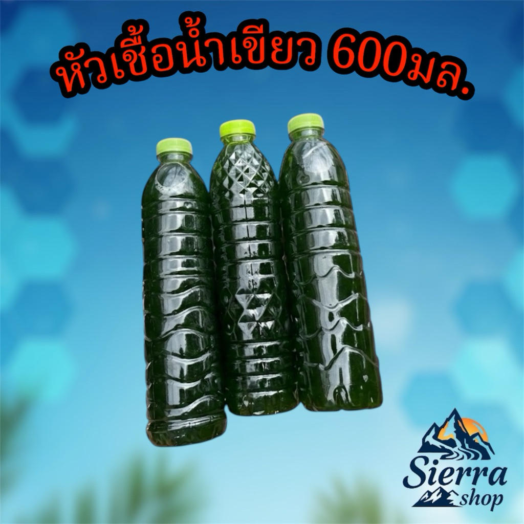 หัวเชื้อน้ำเขียว สาหร่ายคลอเรลลา ทำน้ำเขียวเลี้ยงไรแดง ขวด600มล. ทำน้ำเลี้้ยงไรแดงมาโคร ไรแดงT10