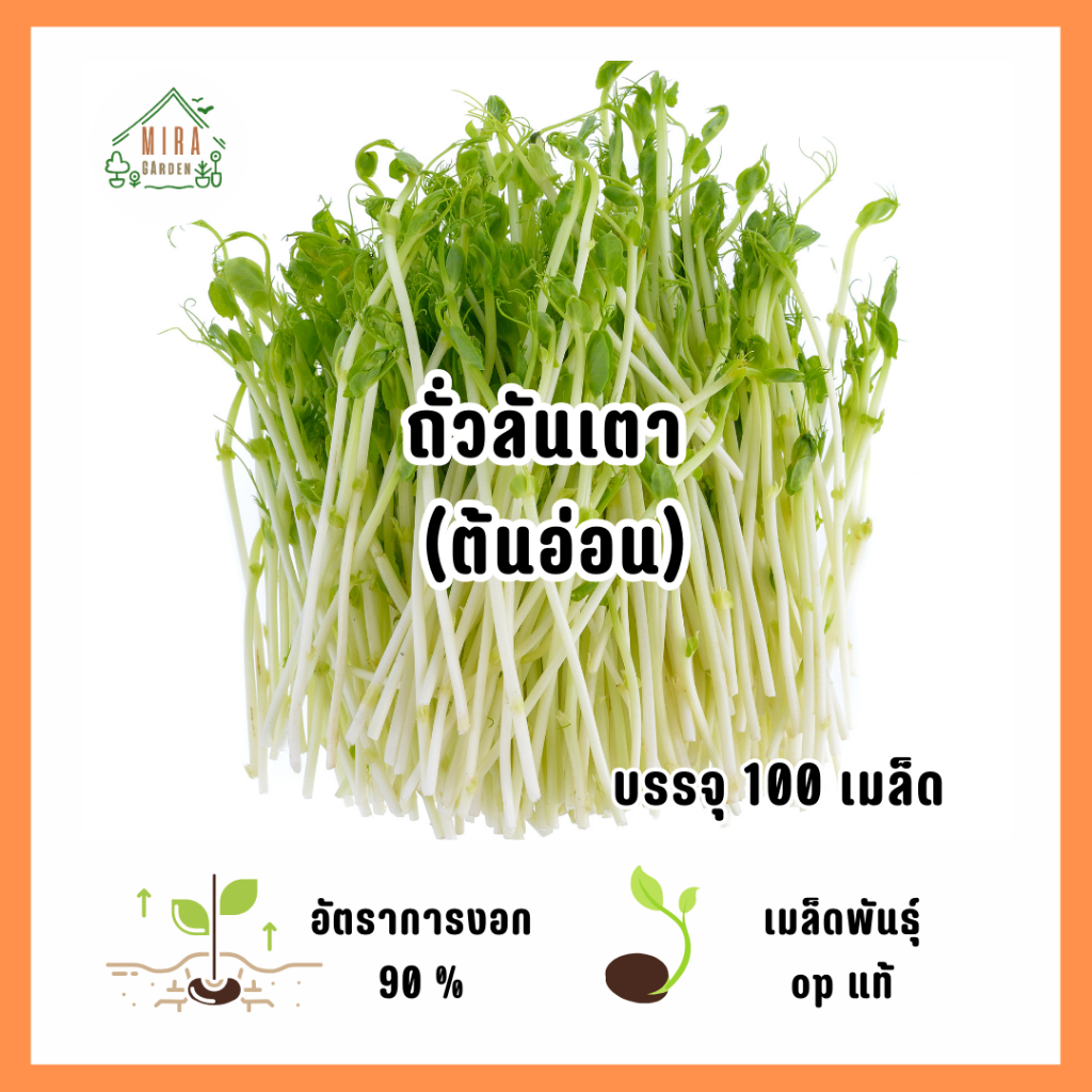 เมล็ดพันธุ์ถั่วลันเตาต้นอ่อน 100 เมล็ด