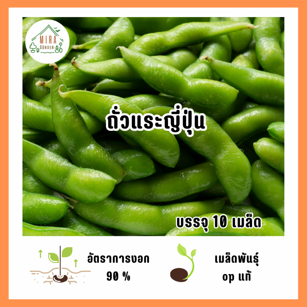 เมล็ดพันธุ์ถั่วแระญี่ปุ่น 10 เมล็ด