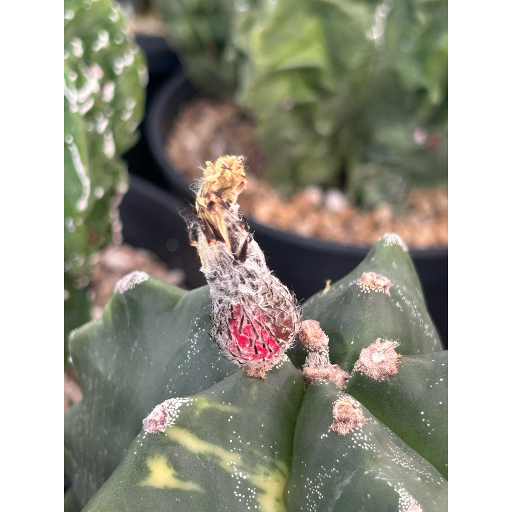เมล็ดแคคตัสมายริโอ้ มายริโอด่าง  50เมล็ด (Myrio variegata)วาริเอกาตา ราคา ถูกที่สุด ดีลบีเคเค แกลเลอรีภาพที่ 4