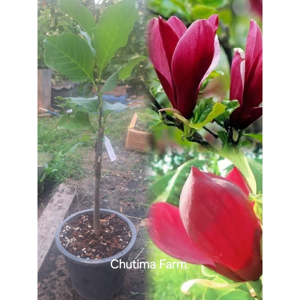 จำปีแดง (Magnolia × soulangeana) หรือแมกโนเลียสีแดง ต้นติดตา (ส่งทั้งกระถาง)