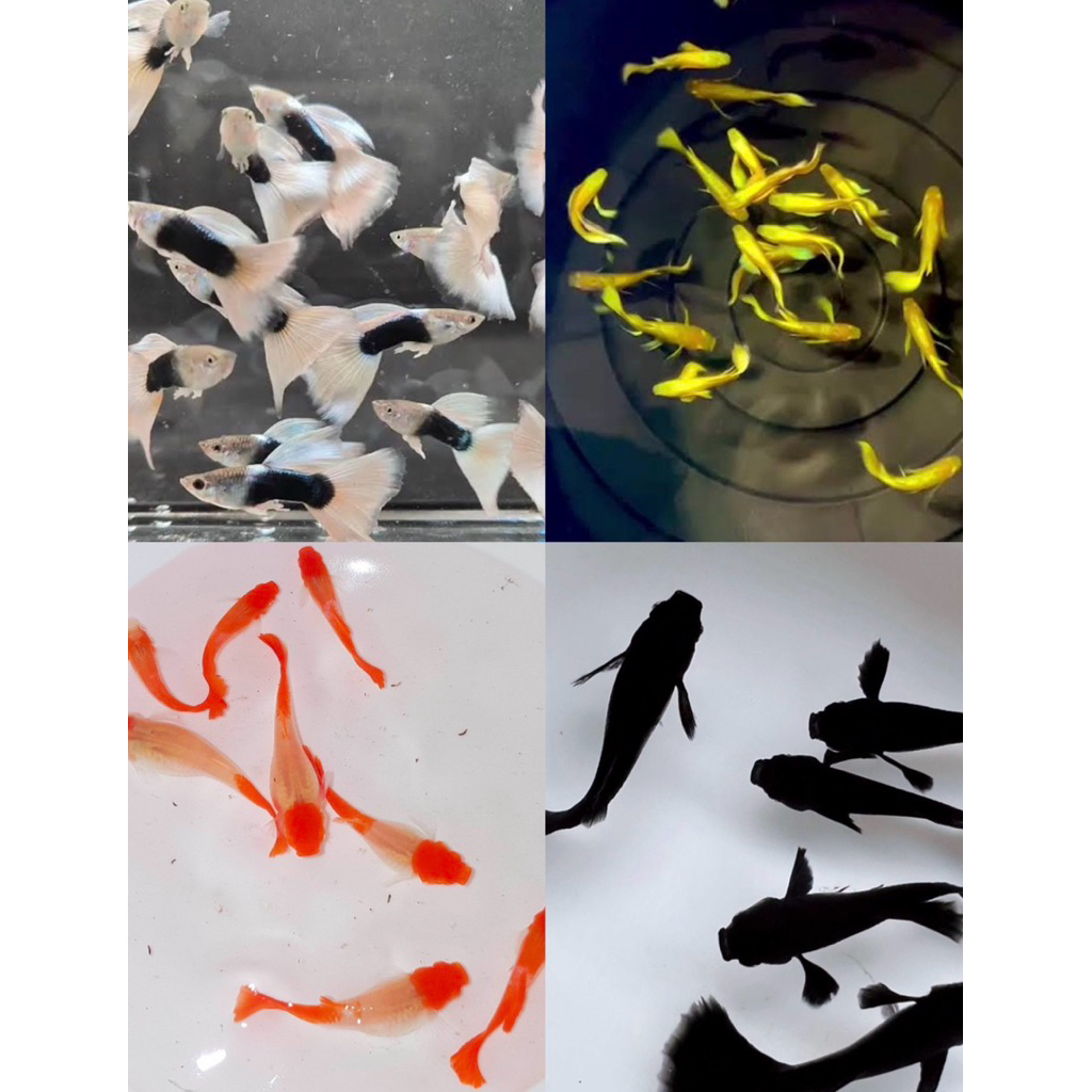 เฟรินก้านดำ ใส่ตู้ปลาหางนกยูง หลายสาย หูช้างเรดเทลเกรดa โค่ย สวยๆ เฟรินก้านดำใส่โหลปลา