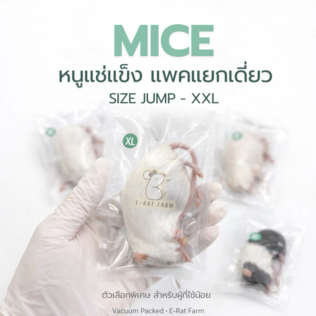 หนูแช่แข็ง Mice JUMP–XXL แพคเดี่ยว | E-Rat Farm อาหารงูขายมานาน7 ปี