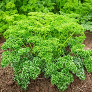 เมล็ดพันธุ์ พาสลีย์ใบหงิก Moss Curled Parsley Seed บรรจุ 500 เมล็ด คุณภาพดี ของแท้ 100%